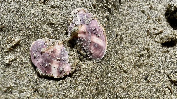 Pink Rainbow Shell Lying Sand Thrown Out Ocean Opens Beautifully — Fotografia de Stock
