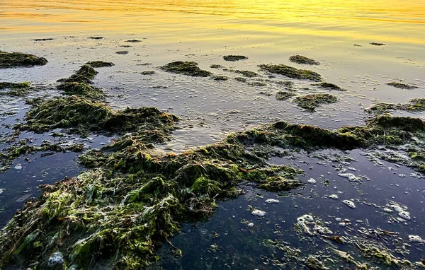 nature ecology throws algae ashore polluting the beach prickly dark algae swim back into the sea and serve as food for fish without creating an environmental disaster dirty green and brown plants