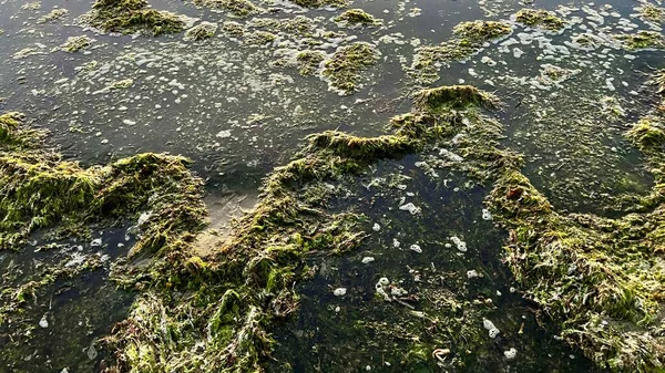 Nature Ecology Throws Algae Ashore Polluting Beach Prickly Dark Algae — Photo