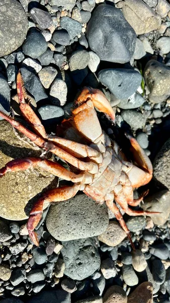 Dead Crab Thrown Out Ocean Shore Lying Stones Ecological Disaster — Stockfoto