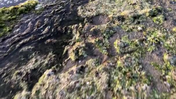 Nature Ecology Throws Algae Ashore Polluting Beach Prickly Dark Algae — Stockvideo