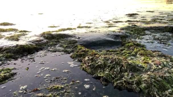 Nature Ecology Throws Algae Ashore Polluting Beach Prickly Dark Algae — ストック動画