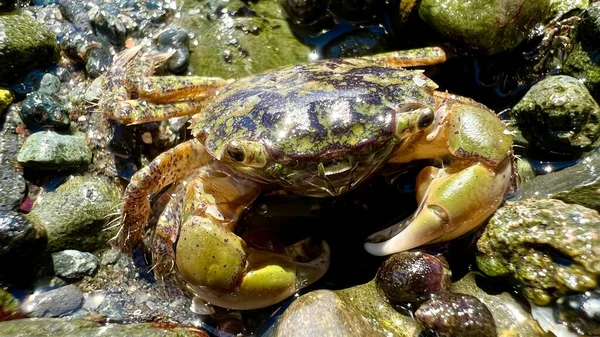 Biology lesson educational accomplice about the life of crabs A small crab builds its shelter burrows into the stones like a chameleon hides from predators macro video amphibians pacific ocean life