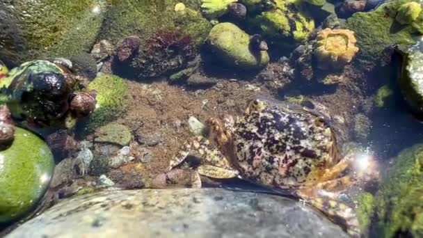Biology Lesson Educational Accomplice Life Crabs Small Crab Builds Its — Vídeo de Stock