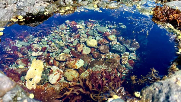 video macro shooting stones under water grow on stones keratinized shells green color transparent water the sun is reflected on the water a puddle after the water leaves the sea low tide on the ocean