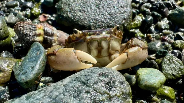 Macro Video Life Water Small Crab Sits Clattering Its Claws — Stock fotografie