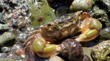 a green crab sits in the sea wiggles its mustache parts of its face are visible muzzles with claws mouth very close video details of the antennae and different parts of the crab are visible