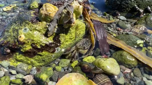 Sea Low Tide Bright Algae Wet Them Small Crab Runs — Wideo stockowe