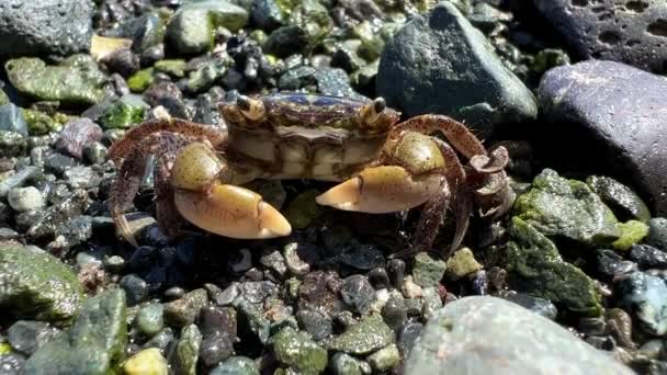 Macro Video Life Water Small Crab Sits Clattering Its Claws — Stockvideo