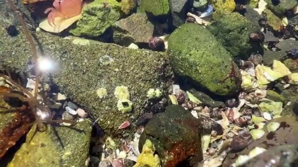 Video Macro Shooting Stones Water Grow Stones Keratinized Shells Green — Stockvideo