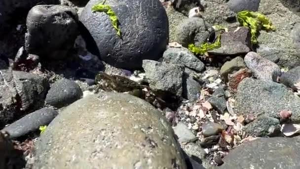 Low Tide Ocean Wet Gray Stones Little Crab Runs Sea — Video Stock