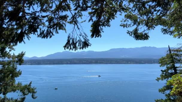 Канаді Острові Ванкувер Густа Павутина Лісі Багато Шарів Різних Павутиння — стокове відео