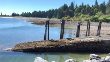 in Canada on Vancouver Island a dense cobweb in the forest many layers of a variety of cobwebs glistens in the sun there is no path all overgrown the spider tried to build its home 08.2022 Canada