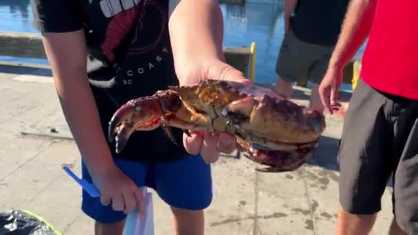 Children Adults Beach Caught Big Crab Measure Special Ruler Device — Video