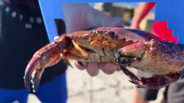 Children Adults Beach Caught Big Crab Measure Special Ruler Device — Stockvideo