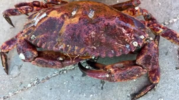 Freshly Caught Big Crab Trying Escape Fishermen Brown Red Large — Video Stock
