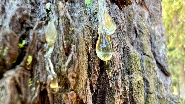 Resin Tree Stands Out Glistens Sun Transparent Pale Yellow Bark — Photo