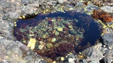 video macro shooting stones under water grow on stones keratinized shells green color transparent water the sun is reflected on the water a puddle after the water leaves the sea low tide on the ocean