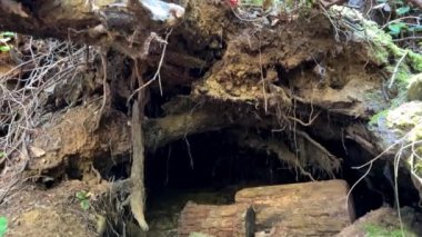 bears den under a tree in a large hole in which logs lie and tree roots are visible Carpathians or Canada any forest. High quality 4k footage