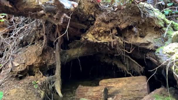 Bears Den Tree Large Hole Which Logs Lie Tree Roots — Stok video