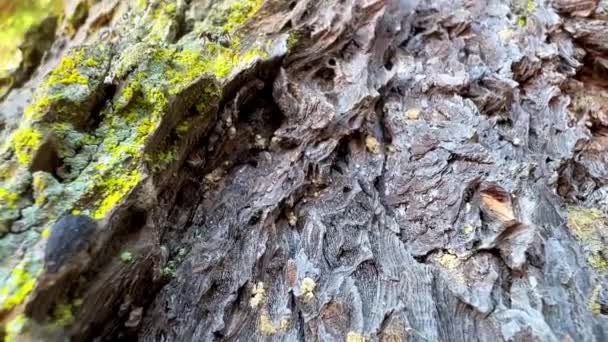 Ants Crawl Bark Tree Quickly Run Away Black Ants High — Stockvideo