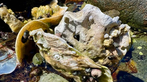 Marine Life Strange Shell Washed Ashore Ebb Tide Lines One — Fotografia de Stock