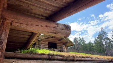 Goats on the roof country market in Coombs the life of people during the weekend people come swing eat ice cream and relax visit restaurants and different shops 08.08.2022 Canada Vancouver island