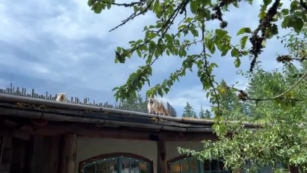 Goats Roof Country Market Coombs Life People Weekend People Come — Stok video
