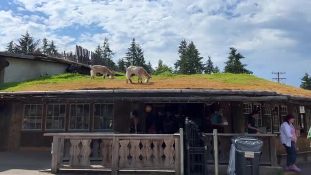 Goats Roof Country Market Coombs Life People Weekend People Come — Vídeos de Stock