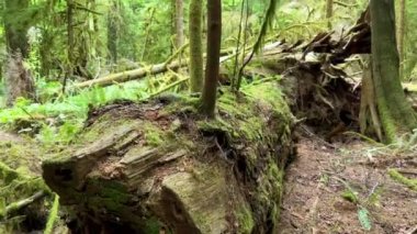 MacMillan Provincial Park Seven Wonders of Canada Vancouver island ancient Douglas fir Cathedral Grove old growth Douglas fir forest British Columbia cathedral grove huge thousand year old trees moss