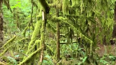 MacMillan Provincial Park Seven Wonders of Canada Vancouver island ancient Douglas fir Cathedral Grove old growth Douglas fir forest British Columbia cathedral grove huge thousand year old trees moss