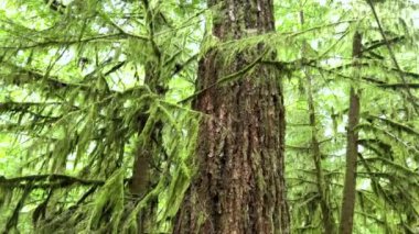 MacMillan Provincial Park Seven Wonders of Canada Vancouver island ancient Douglas fir Cathedral Grove old growth Douglas fir forest British Columbia cathedral grove huge thousand year old trees moss