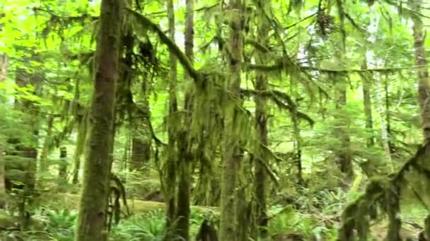 Провинциальный Парк Макмиллан Семь Чудес Канады Остров Ванкувер Древний Собор — стоковое видео
