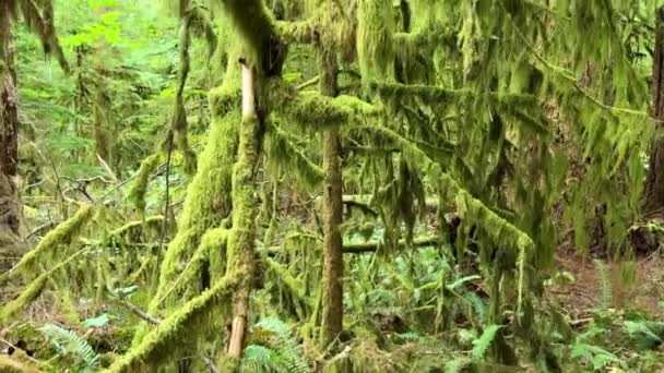 Macmillan Provincial Park Seven Wonders Canada Vancouver Island Ancient Douglas — Stok video