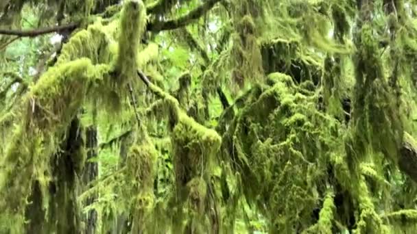 Macmillan Provincial Park Seven Wonders Canada Vancouver Island Ancient Douglas — Stockvideo