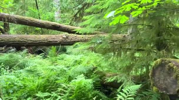 Macmillan Provincial Park Seven Wonders Canada Vancouver Island Ancient Douglas — Wideo stockowe