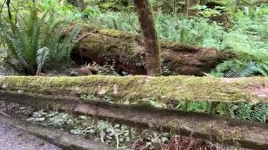 MacMillan Provincial Park Seven Wonders of Canada Vancouver island ancient Douglas fir Cathedral Grove old growth Douglas fir forest British Columbia cathedral grove huge thousand year old trees moss