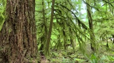 MacMillan Provincial Park Seven Wonders of Canada Vancouver island ancient Douglas fir Cathedral Grove old growth Douglas fir forest British Columbia cathedral grove huge thousand year old trees moss