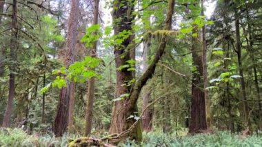 MacMillan Provincial Park Seven Wonders of Canada Vancouver island ancient Douglas fir Cathedral Grove old growth Douglas fir forest British Columbia cathedral grove huge thousand year old trees moss