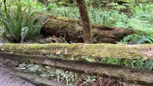 Macmillan Provincial Park Seven Wonders Canada Vancouver Island Ancient Douglas — 图库视频影像
