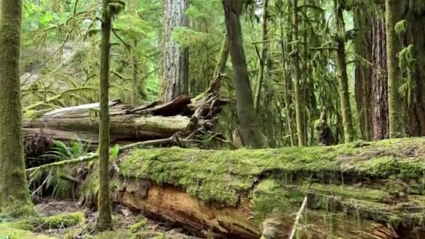 Macmillan Provincial Park Seven Wonders Canada Vancouver Island Ancient Douglas — Vídeos de Stock