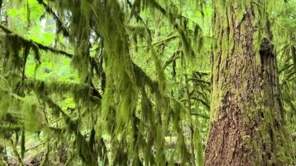 Macmillan Provincial Park Seven Wonders Canada Vancouver Island Ancient Douglas — Vídeo de Stock