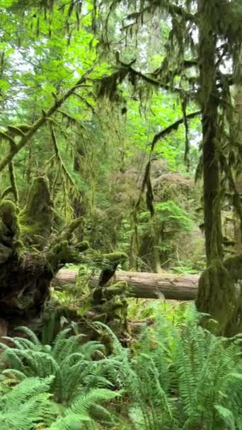 Macmillan Provincial Park Seven Wonders Canada Vancouver Island Ancient Douglas — 图库视频影像