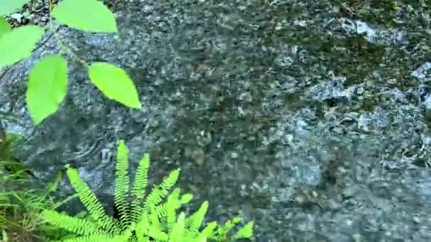 Провінційний Парк Макміллан Сім Чудес Канади Острів Ванкувер Древній Дуглас — стокове відео