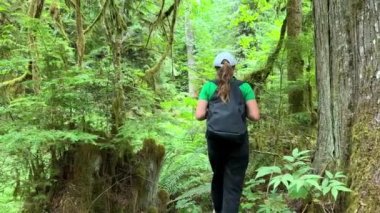 MacMillan Provincial Park Seven Wonders of Canada Vancouver island ancient Douglas fir Cathedral Grove old growth Douglas fir forest British Columbia cathedral grove huge thousand year old trees moss