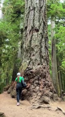 MacMillan Provincial Park Seven Wonders of Canada Vancouver island ancient Douglas fir Cathedral Grove old growth Douglas fir forest British Columbia cathedral grove huge thousand year old trees moss