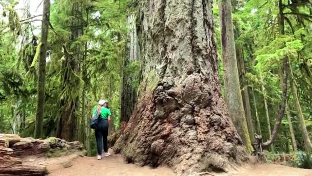 Macmillan Provincial Park Seven Wonders Canada Vancouver Island Ancient Douglas — Vídeo de stock