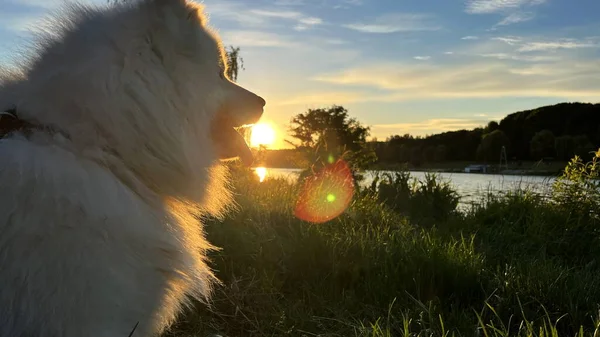 Samoyed Dog Sits Background Lake Full Relaxation She Stuck Out — Stock Photo, Image