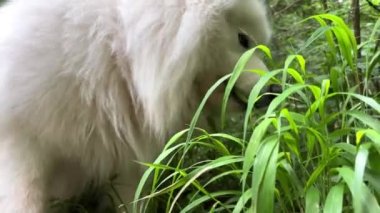 Beyaz Samoyed köpeği ilkbaharda ya da yazın yeşil çimlere gelir ve yemeye başlar. Veteriner eczanelerinde kullanılır. Uzun saçlı, yetişkin vitaminli beyaz köpek ürünleri satılır. 4k