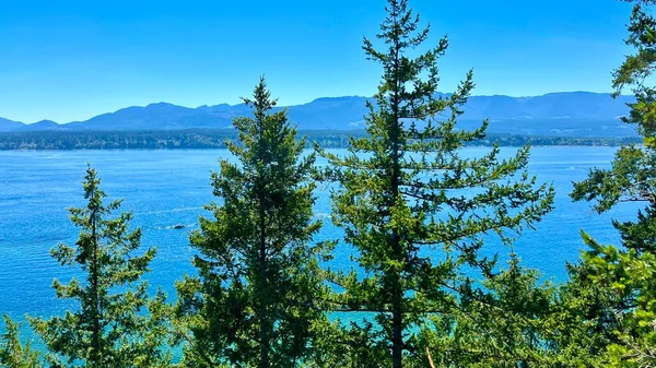 Chrome Canada Vancouver Island Dense Cobweb Forest Many Layers Variety — Stok fotoğraf